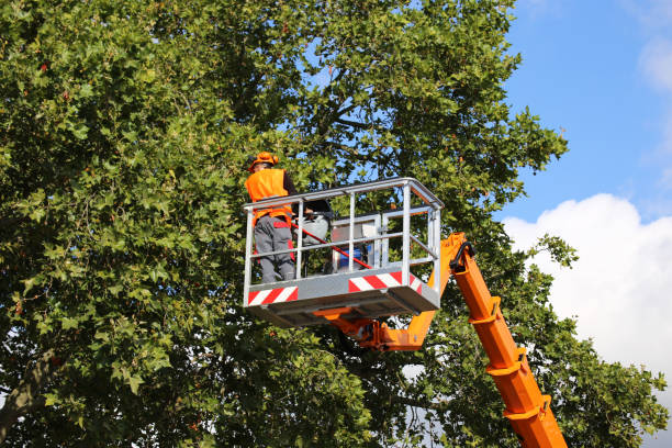 How Our Tree Care Process Works  in Peshtigo, WI